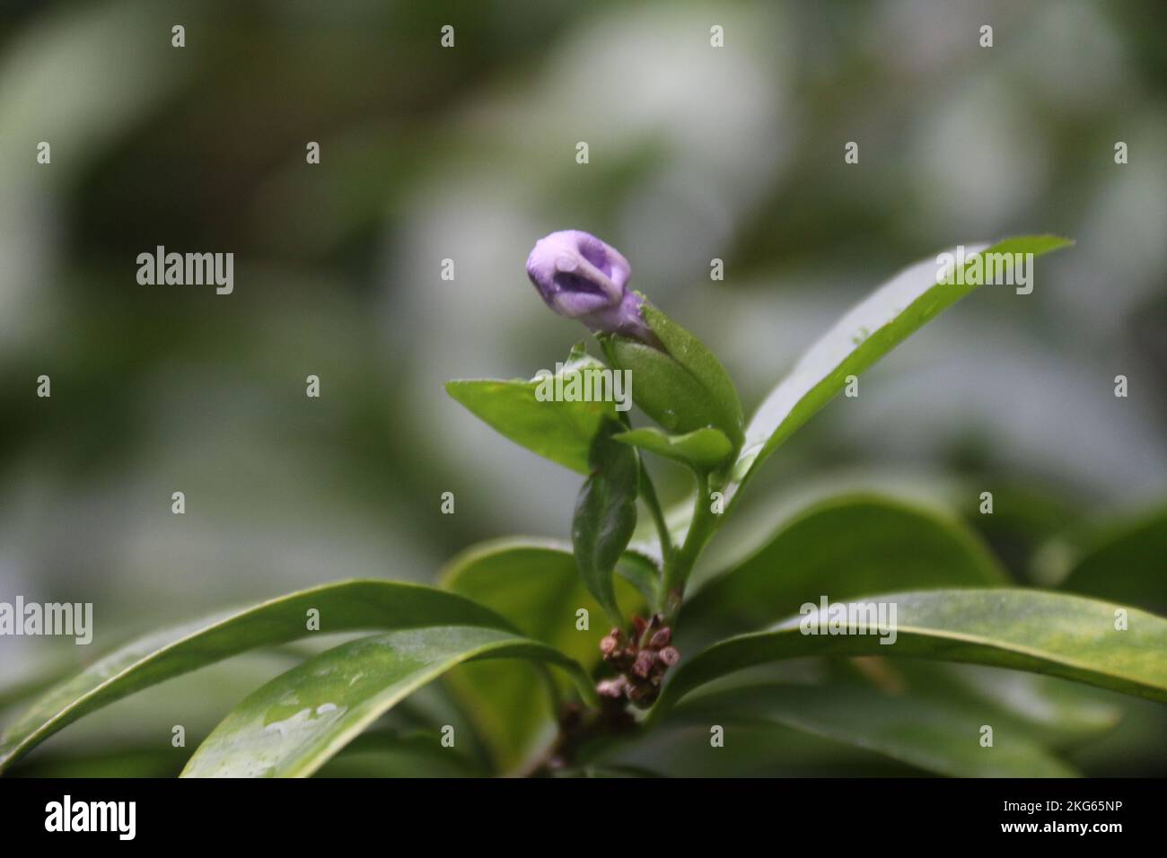 Belle foto nel mio giardino di casa Foto Stock