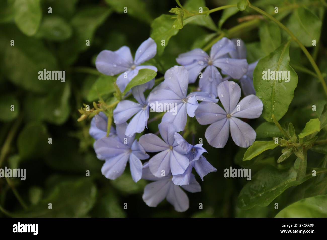 Belle foto nel mio giardino di casa Foto Stock