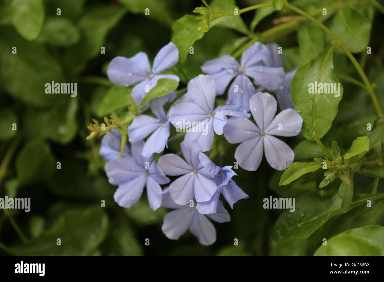 Belle foto nel mio giardino di casa Foto Stock