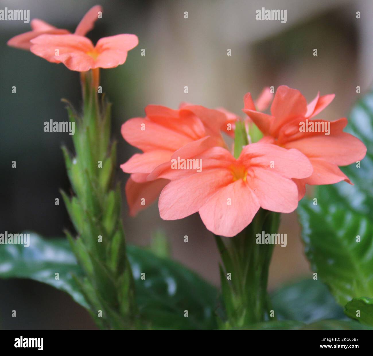 Belle foto nel mio giardino di casa Foto Stock