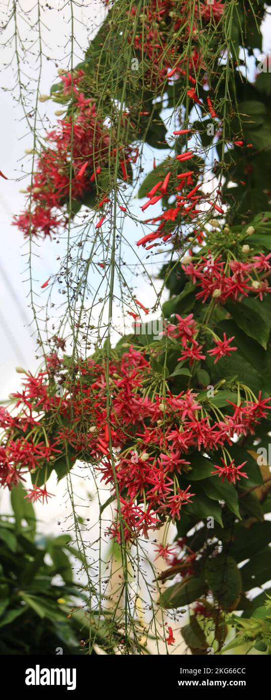 Belle foto nel mio giardino di casa Foto Stock