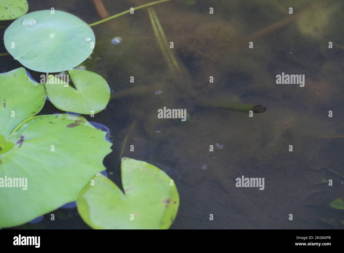 Belle foto nel mio giardino di casa Foto Stock