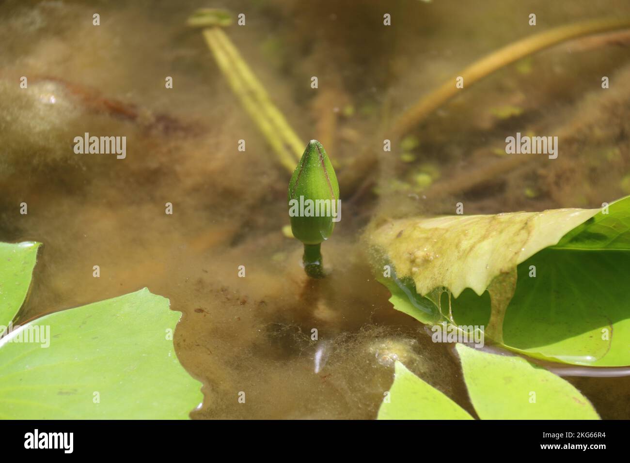 Belle foto nel mio giardino di casa Foto Stock