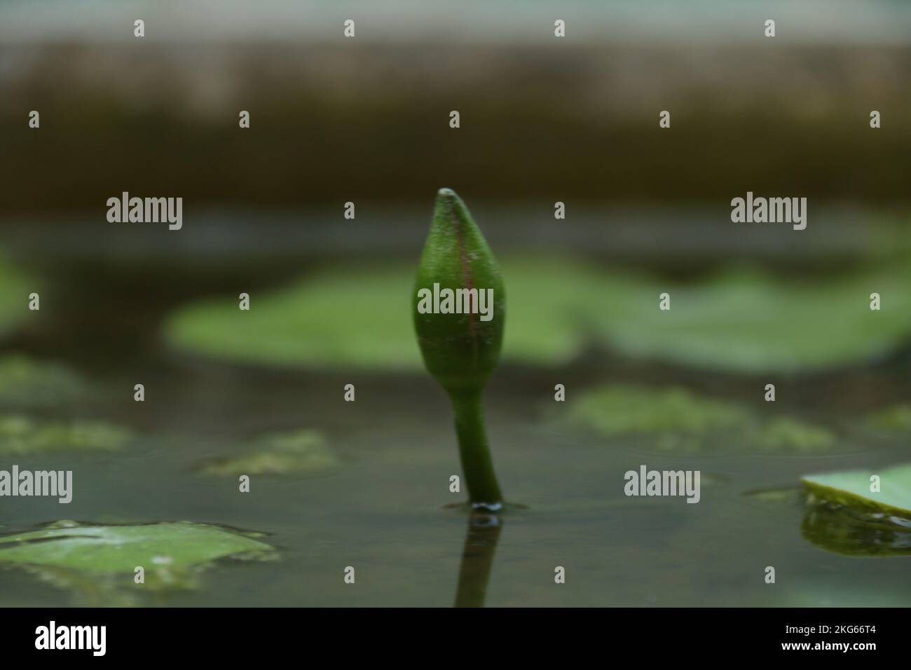 Belle foto nel mio giardino di casa Foto Stock
