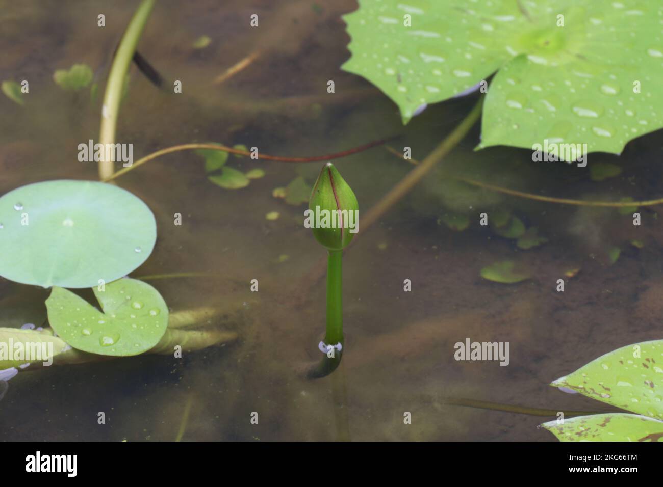 Belle foto nel mio giardino di casa Foto Stock