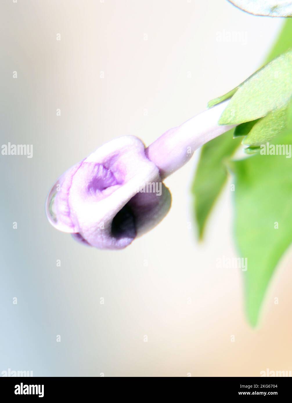 Belle foto nel mio giardino di casa Foto Stock