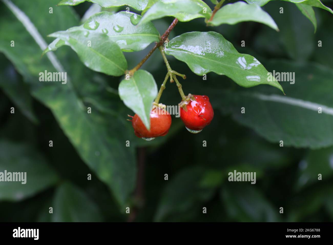 Belle foto nel mio giardino di casa Foto Stock