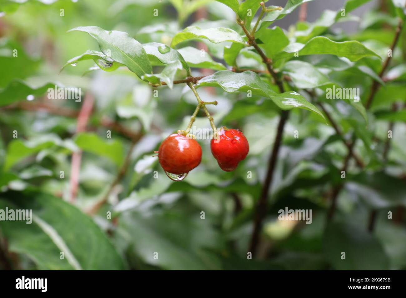 Belle foto nel mio giardino di casa Foto Stock