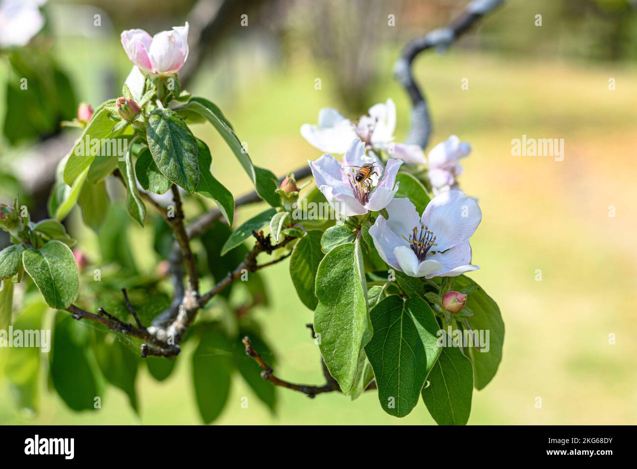 Un'ape nel fiore di un albero di mela cotogna (cydonia oblonga) in primavera in Australia Foto Stock