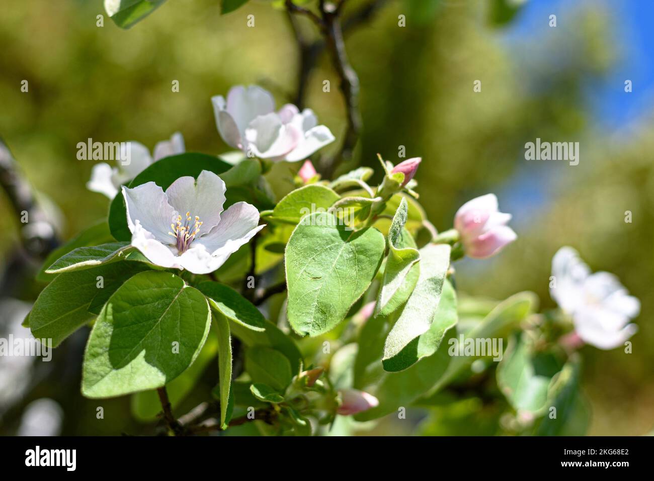 Un albero di mela cotogna fiorito (cydonia oblonga) in primavera in Australia Foto Stock