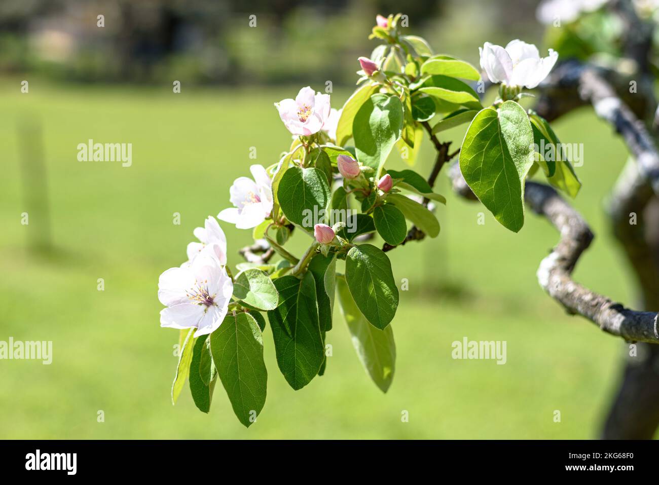 Un albero di mela cotogna fiorito (cydonia oblonga) in primavera in Australia Foto Stock