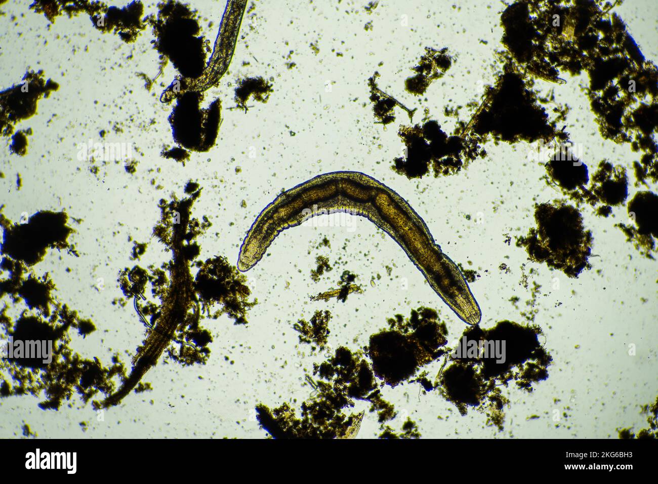 worm microscopico nel suolo in australia in composto Foto Stock