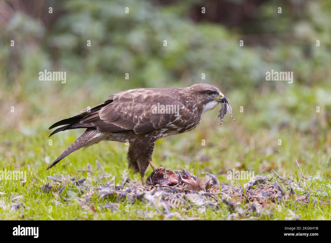 Buzzard Buteo buteo comune, adulto che mangia su fagiano comune Phasianus colchicus, adulto femmina, Suffolk, Inghilterra, novembre Foto Stock