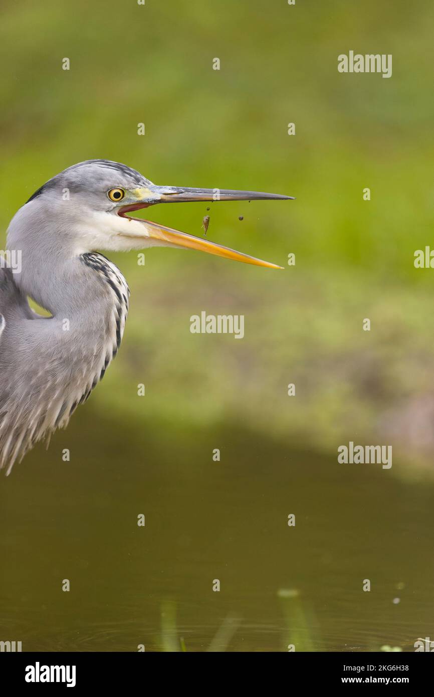 Airone grigio Ardea cinerea, adulto che mangia su tre-spin stickleback Gasterosteus aculeatus, preda, Suffolk, Inghilterra, novembre Foto Stock