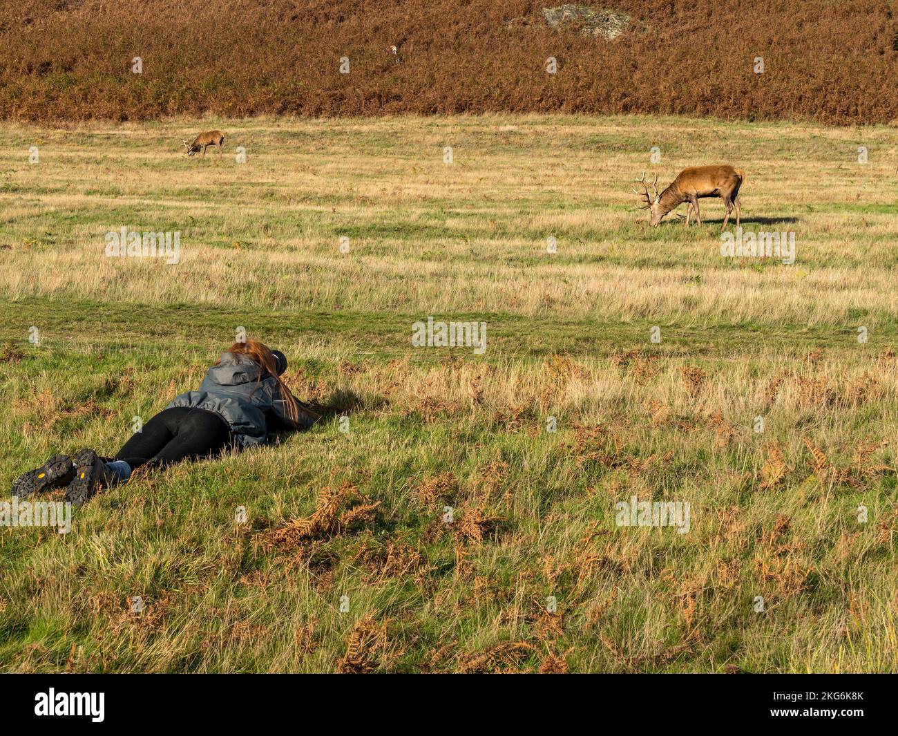 Fotografo di fauna selvatica femminile sdraiato con teleobiettivo fotografando un cervo rosso a Bradgate Park, Leicestershire, Inghilterra UK Foto Stock