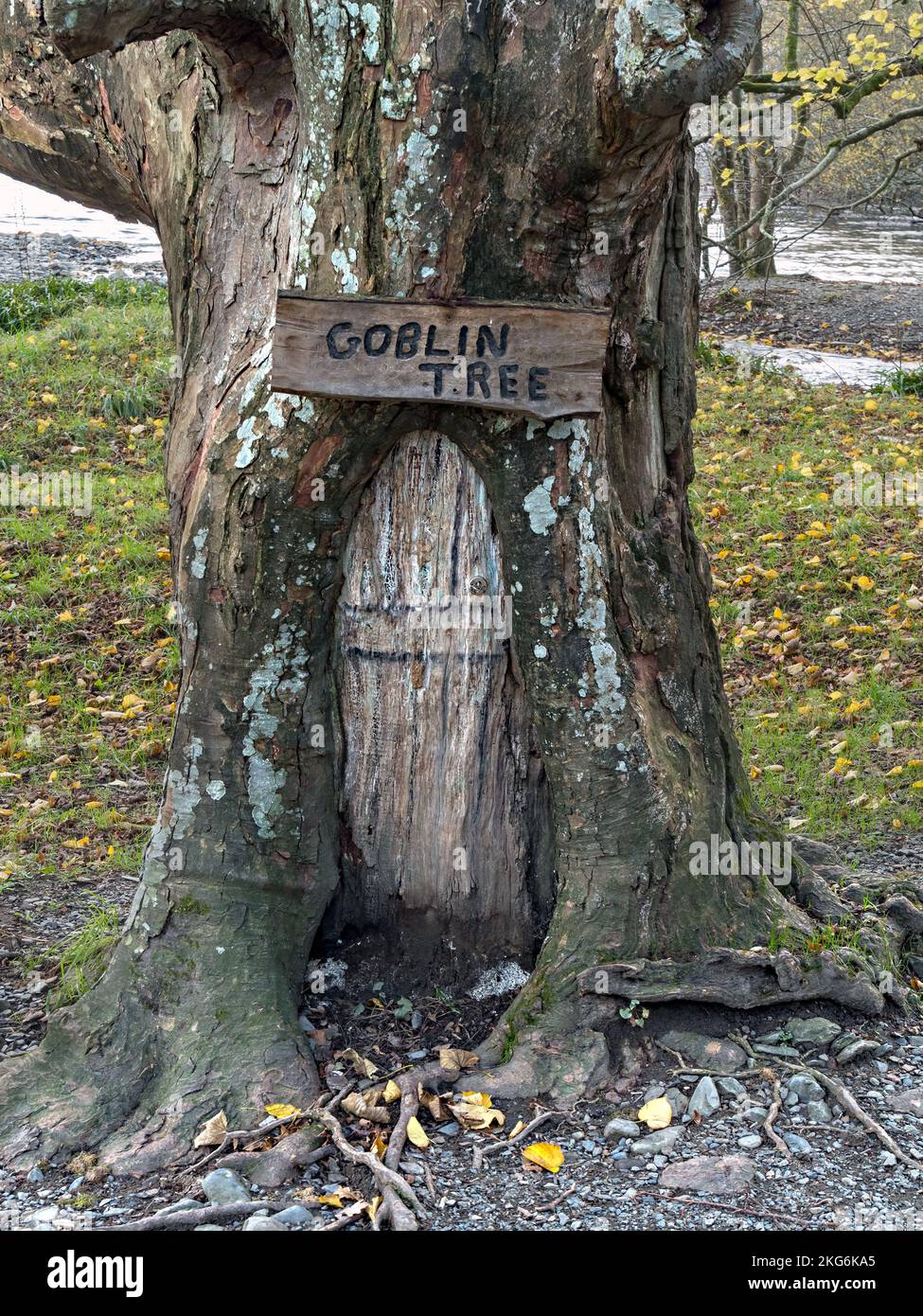 Albero di Goblin con 'scorway' in Holme Wood, Loweswater, Cumbria, Inghilterra, UK Foto Stock