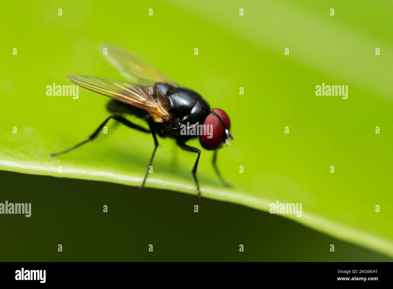 Macro fotografia di mosca blow nera su foglia verde. Foto Stock