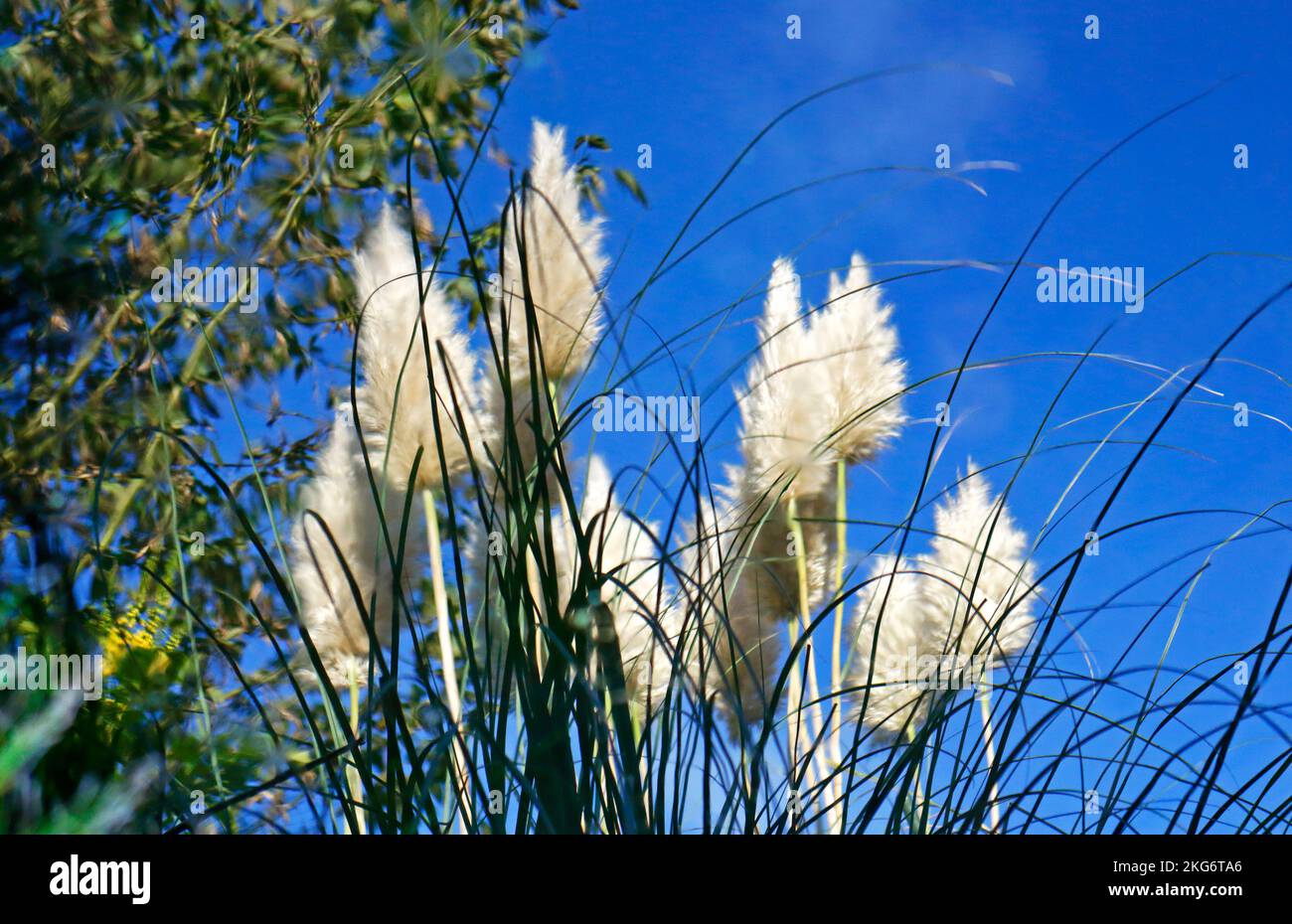 Un riflesso delle piante fiorite di Pampas Grass, Cortaderia selloana, in un piccolo laghetto da giardino a Hellesdon, Norfolk, Inghilterra, Regno Unito. Foto Stock