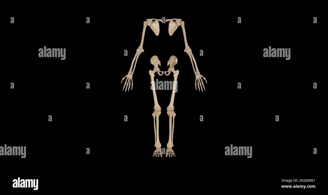 Vista anteriore dello scheletro Appendicolare Foto Stock