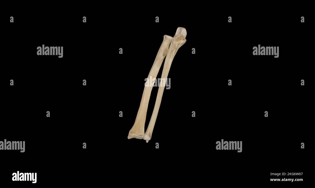 Vista anteriore dei cuscinetti dell'avambraccio destro Foto Stock