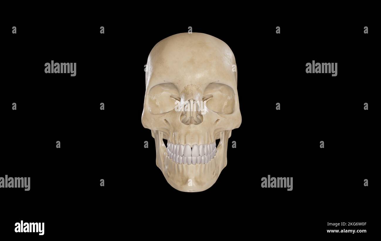 Vista anteriore del cranio Foto Stock