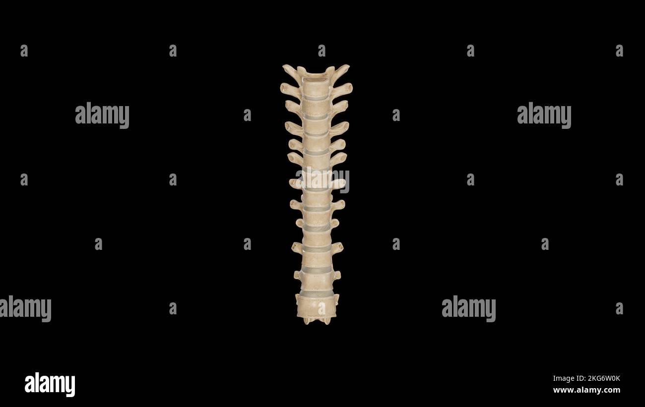 Vista anteriore delle vertebre toraciche Foto Stock