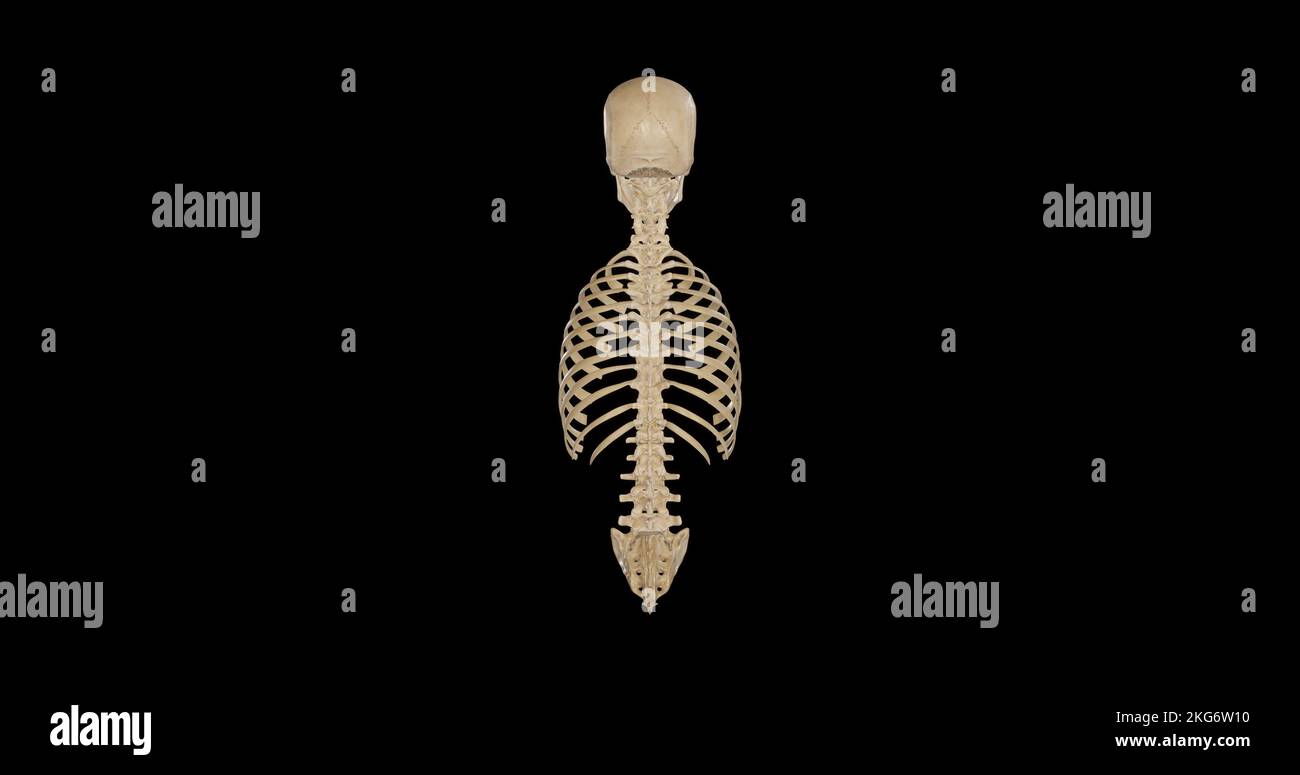 Anatomia dello scheletro assiale - Vista posteriore Foto Stock