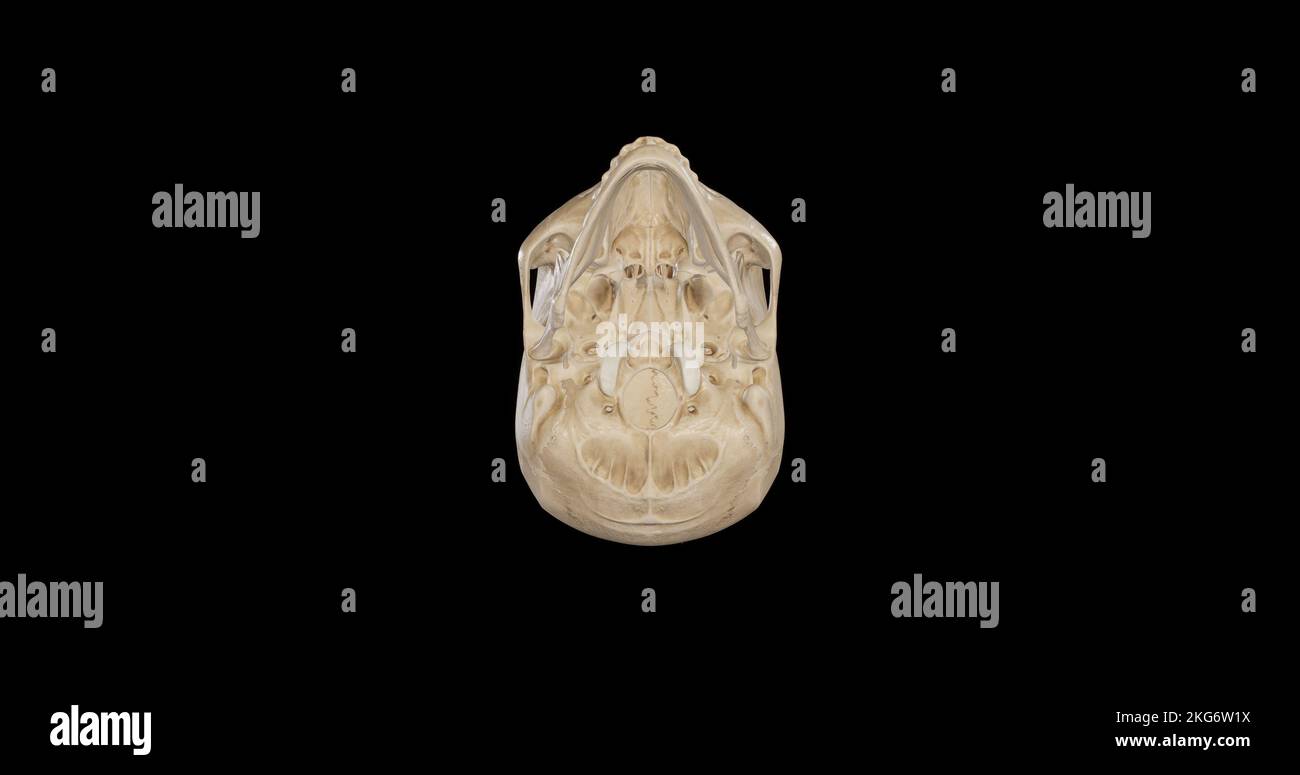 Vista inferiore del cranio Foto Stock