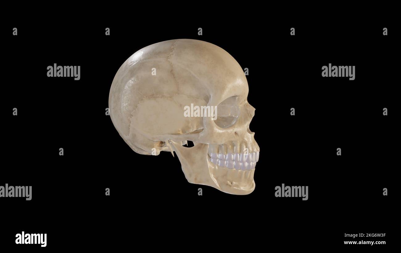 Vista laterale del cranio Foto Stock