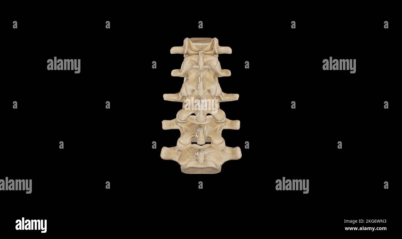 Vista posteriore delle vertebre lombari Foto Stock