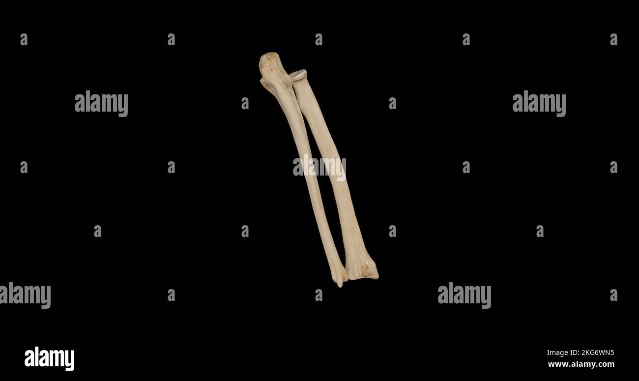 Vista posteriore dei piedi dell'avambraccio destro Foto Stock