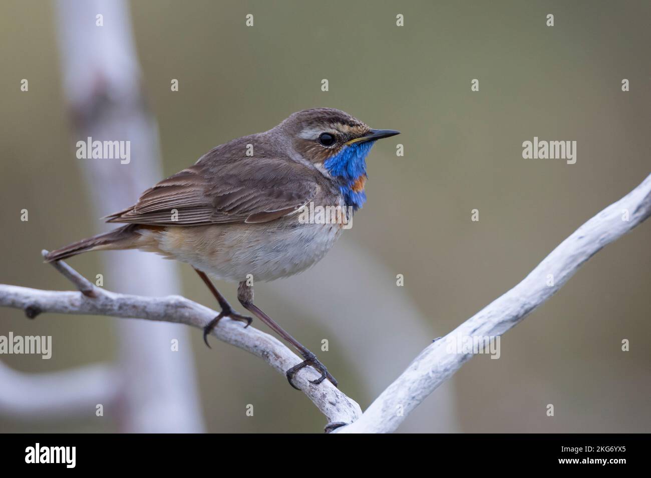 Blaukehlchen, Rotsterniges Blaukehlchen, Männchen, Luscinia svecica, Cyanecula svecica, Cyanosilvia svecica, Luscinia svecica svecica, Cyanosilvia sve Foto Stock