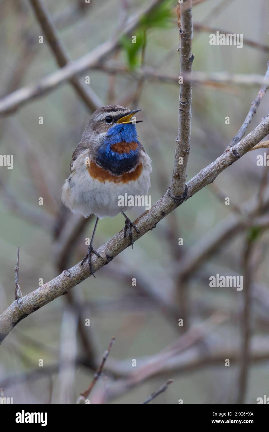 Blaukehlchen, Rotsterniges Blaukehlchen, Männchen, singend, Luscinia svecica, Cyanecula svecica, Cyanosilvia svecica, Luscinia svecica svecica, Cyanos Foto Stock