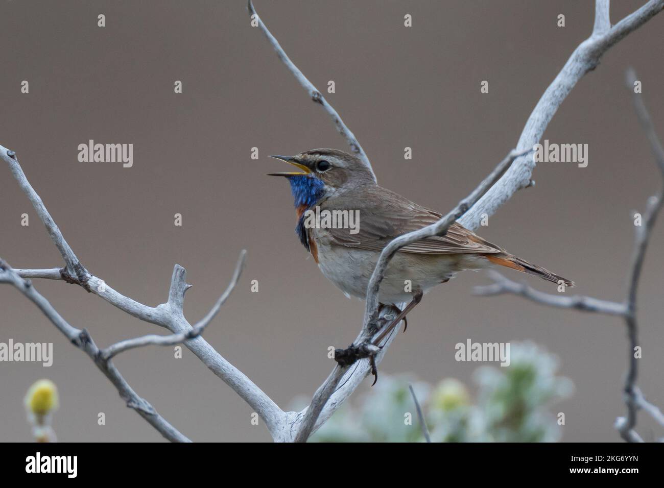 Blaukehlchen, Rotsterniges Blaukehlchen, Männchen, singend, Luscinia svecica, Cyanecula svecica, Cyanosilvia svecica, Luscinia svecica svecica, Cyanos Foto Stock