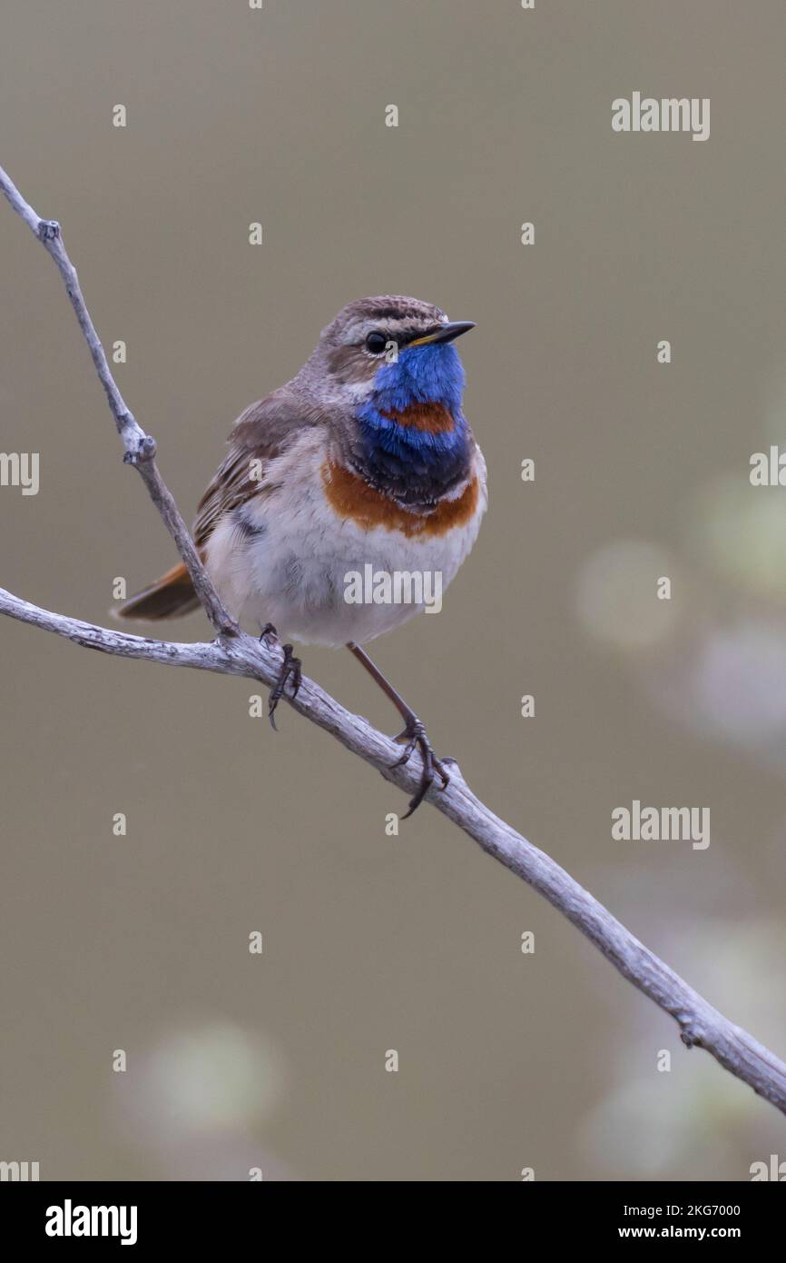 Blaukehlchen, Rotsterniges Blaukehlchen, Männchen, Luscinia svecica, Cyanecula svecica, Cyanosilvia svecica, Luscinia svecica svecica, Cyanosilvia sve Foto Stock