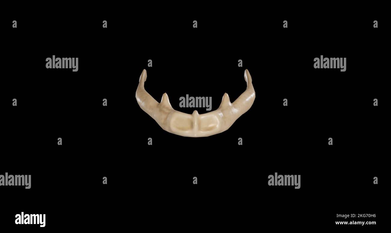 Vista anteriore dell'osso ioide Foto Stock