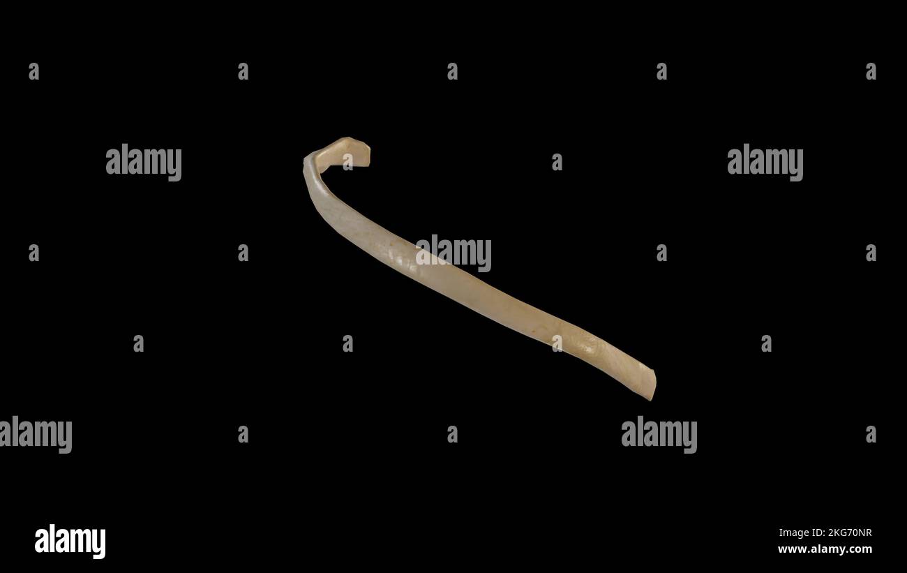 Vista laterale della Quinta nervatura destra Foto Stock