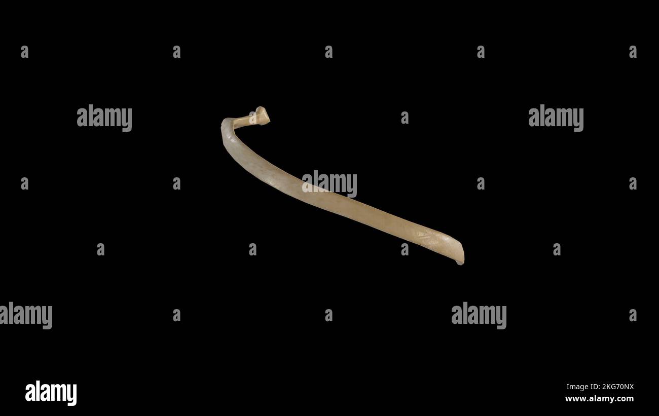 Vista laterale della quarta nervatura destra Foto Stock