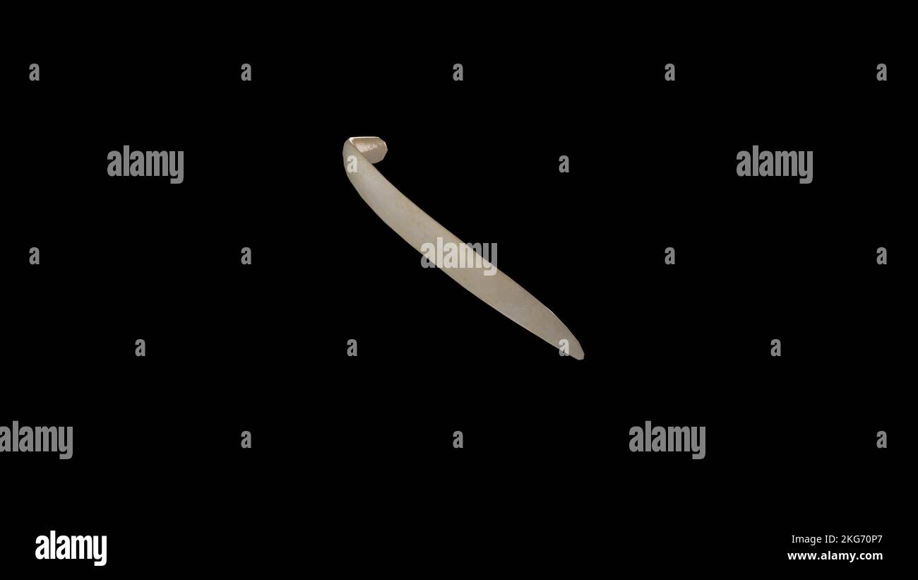 Vista laterale della dodicesima nervatura destra Foto Stock