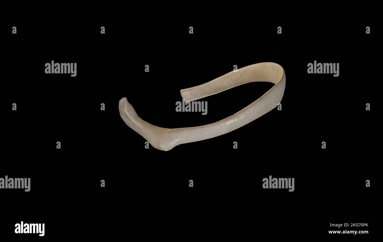 Vista posteriore della nervatura nona destra Foto Stock