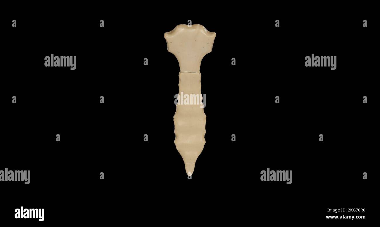 Vista posteriore dello sterno Foto Stock