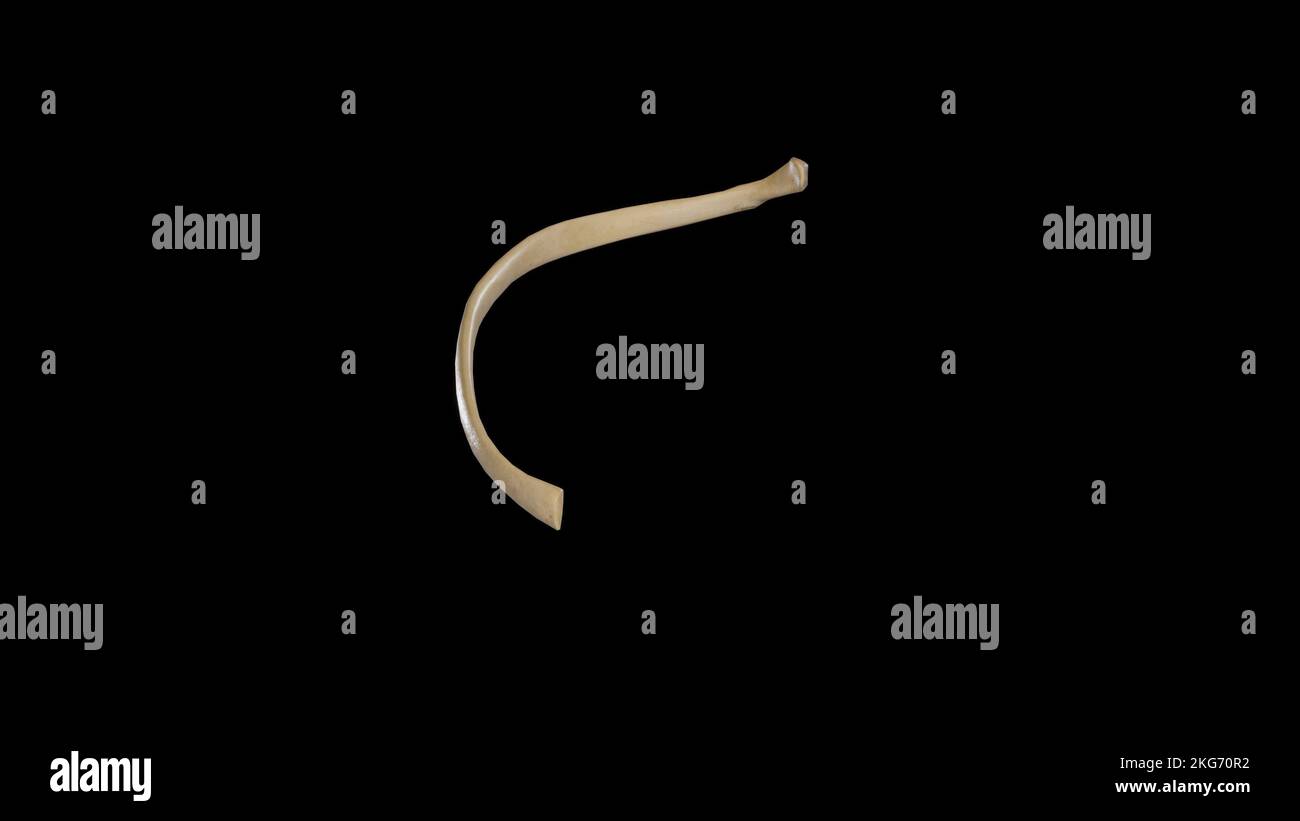 Vista anteriore dell'ottava nervatura destra Foto Stock