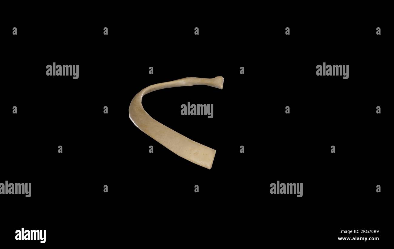 Vista anteriore della seconda nervatura destra Foto Stock