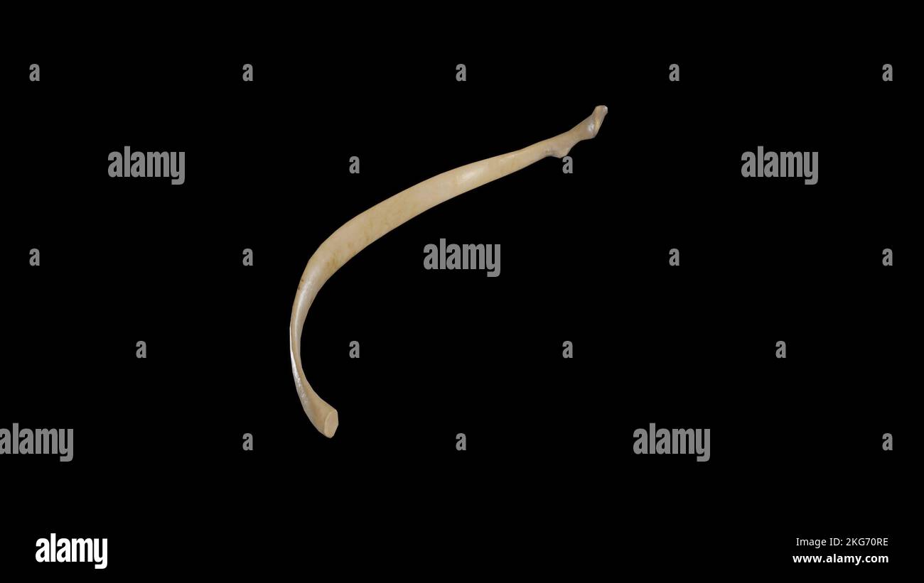 Vista anteriore della decima nervatura destra Foto Stock
