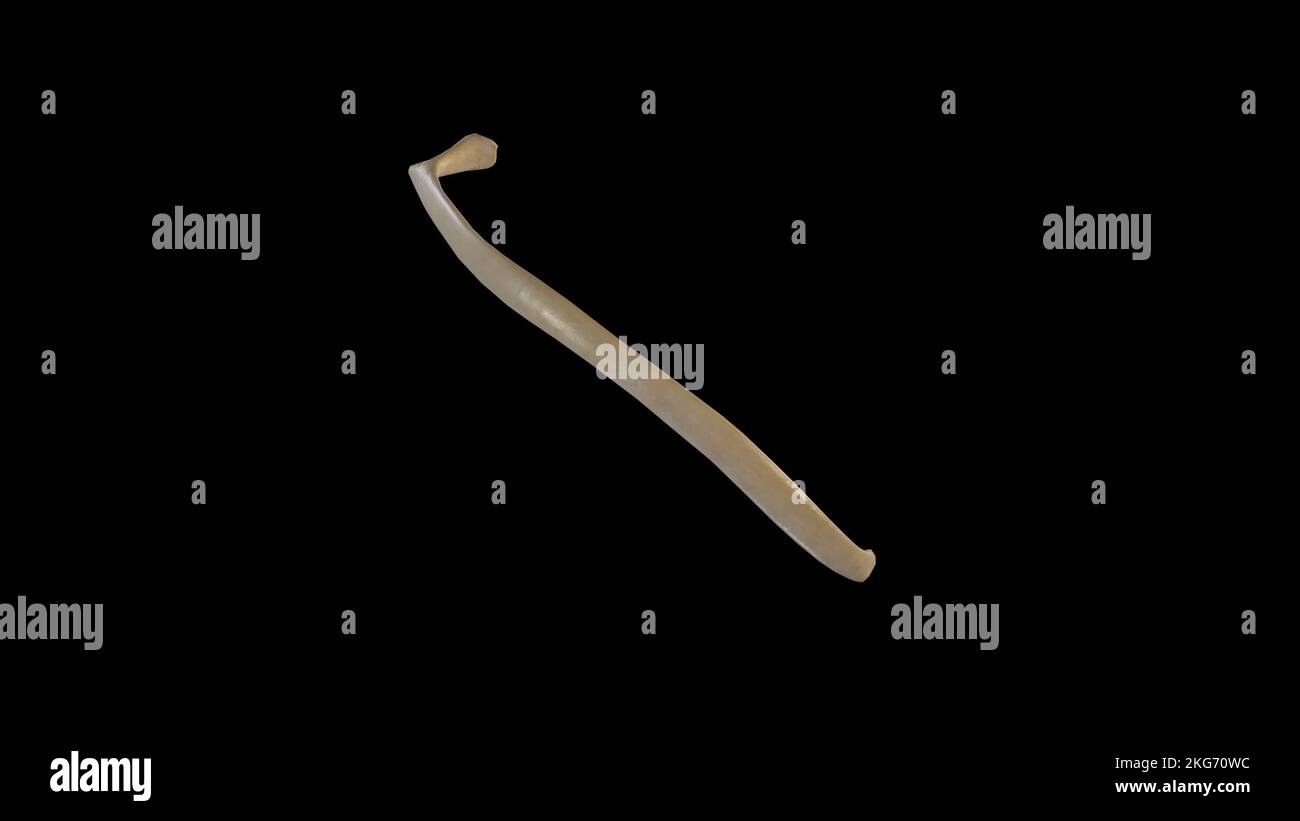 Vista laterale dell'ottava nervatura destra Foto Stock