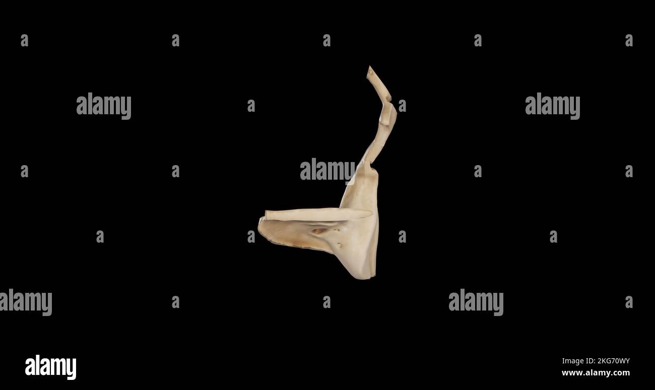 Vista sinistra dell'osso palatino destro Foto Stock