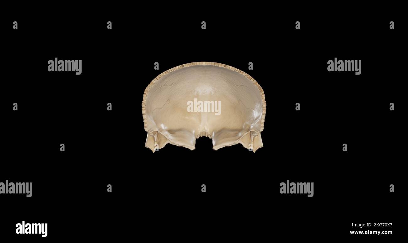 Vista posteriore dell'osso frontale Foto Stock