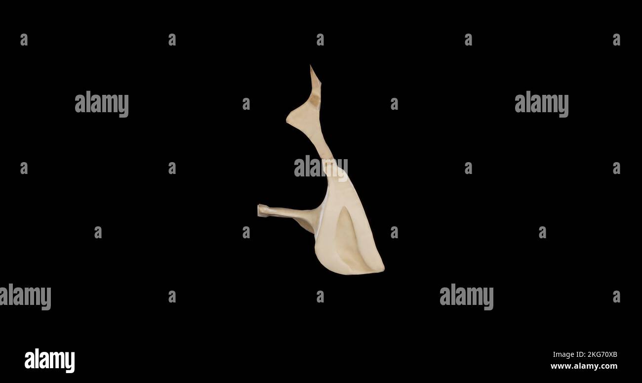 Vista posteriore dell'osso palatino destro Foto Stock