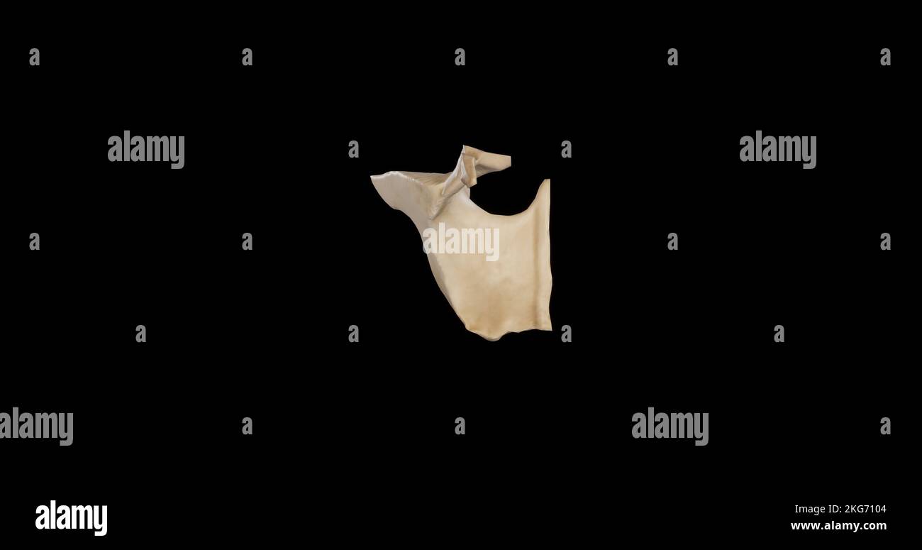 Vista superiore sul Palatino destro Foto Stock