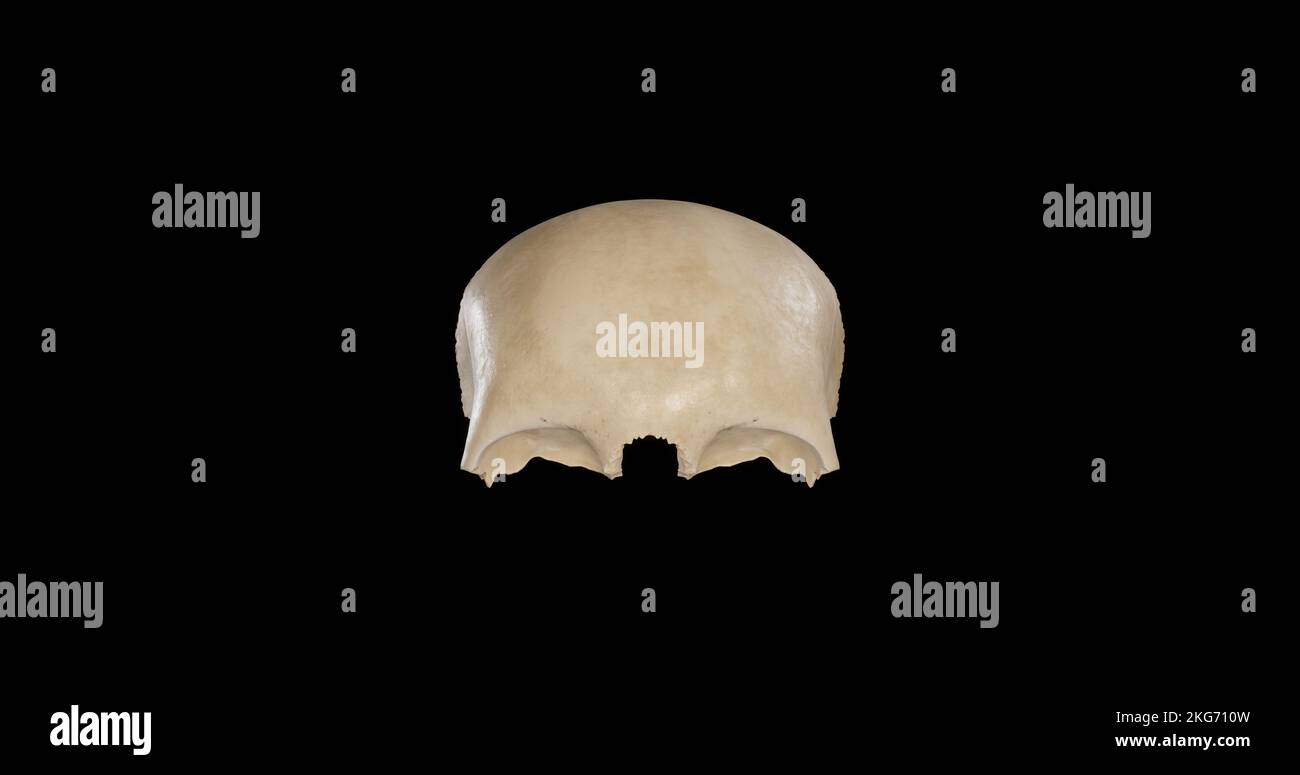 Vista anteriore dell'osso frontale Foto Stock